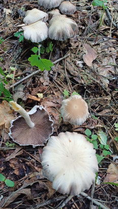 Psathyrella candolleana - Псатирелла Кандолля