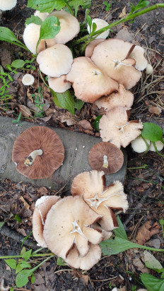 Psathyrella candolleana - Псатирелла Кандолля