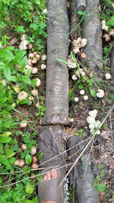 Psathyrella candolleana - Псатирелла Кандолля