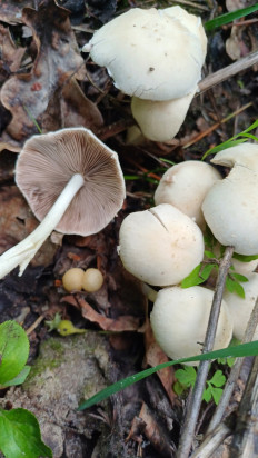 Psathyrella candolleana - Псатирелла Кандолля