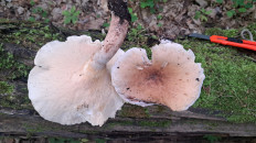 Пилолистник бокаловидный