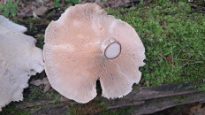 Пилолистник бокаловидный