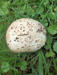 Головач гигантский