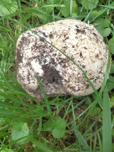 Головач гигантский