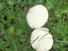 Головач гигантский