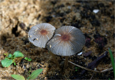 Гриб из Москва