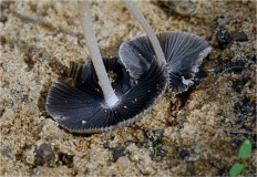 Гриб из Москва