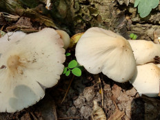 Psathyrella candolleana - Псатирелла Кандолля