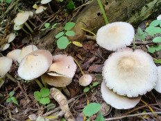 Psathyrella candolleana - Псатирелла Кандолля