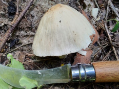 Psathyrella candolleana - Псатирелла Кандолля