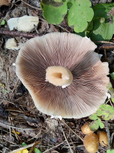 Psathyrella candolleana - Псатирелла Кандолля