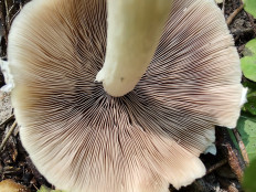 Psathyrella candolleana - Псатирелла Кандолля