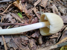 Psathyrella candolleana - Псатирелла Кандолля