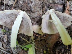 Psathyrella candolleana - Псатирелла Кандолля