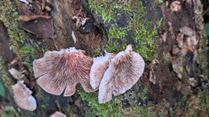 Гриб из Гомель