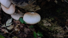 Гриб из Гомель