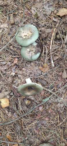 Сыроежка зелёная