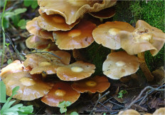 Опёнок летний