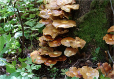 Опёнок летний