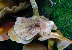 Опёнок летний