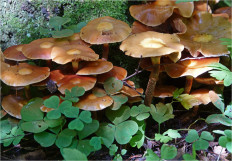 Опёнок летний