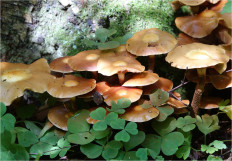 Опёнок летний