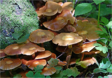 Опёнок летний