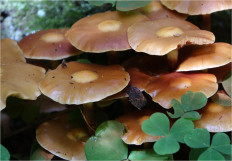 Опёнок летний