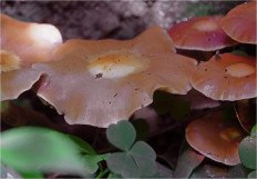 Опёнок летний