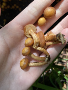 Гриб из Домодедово