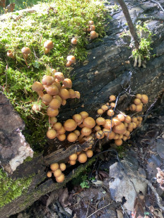 Гриб из Домодедово