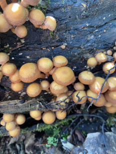 Гриб из Домодедово