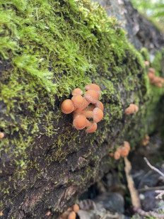 Гриб из Домодедово