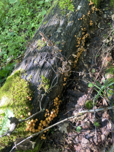 Гриб из Домодедово