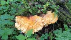 Гриб из Чехов, Московская область