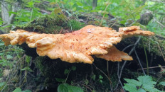 Гриб из Чехов, Московская область