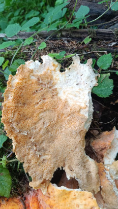 Гриб из Чехов, Московская область