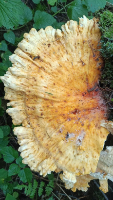 Гриб из Чехов, Московская область