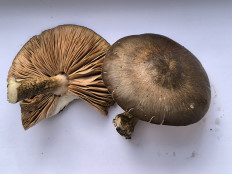 Гриб из Moskva