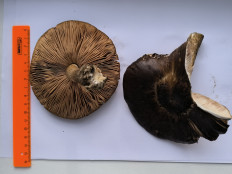 Гриб из Moskva