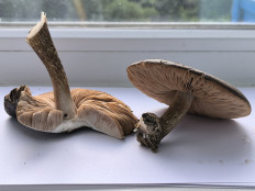 Гриб из Moskva