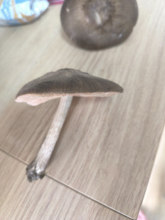 Гриб из Moskva