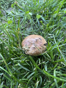 Гриб из Москва