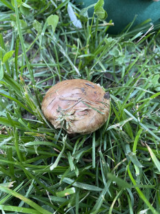 Гриб из Москва