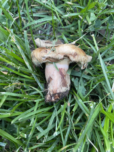 Гриб из Москва