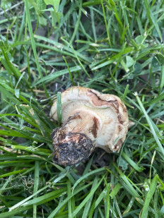 Гриб из Москва