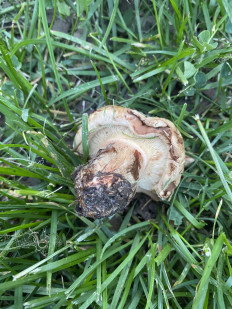 Гриб из Москва