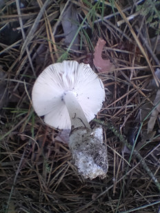 Мухомор серебристый