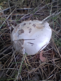 Мухомор серебристый