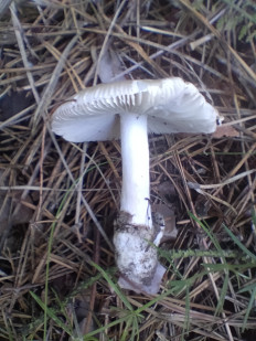 Мухомор серебристый